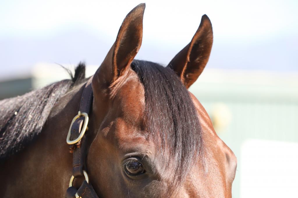 Stubbins has a soft eye. (Julie June Stewart photo)